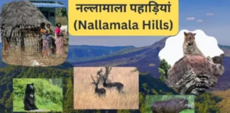 नल्लामाला पहाड़ियां (Nallamala Hills)