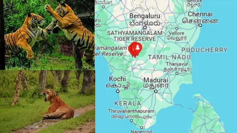 सत्यमंगलम टाइगर रिजर्व (Sathyamangalam Tiger Reserve)